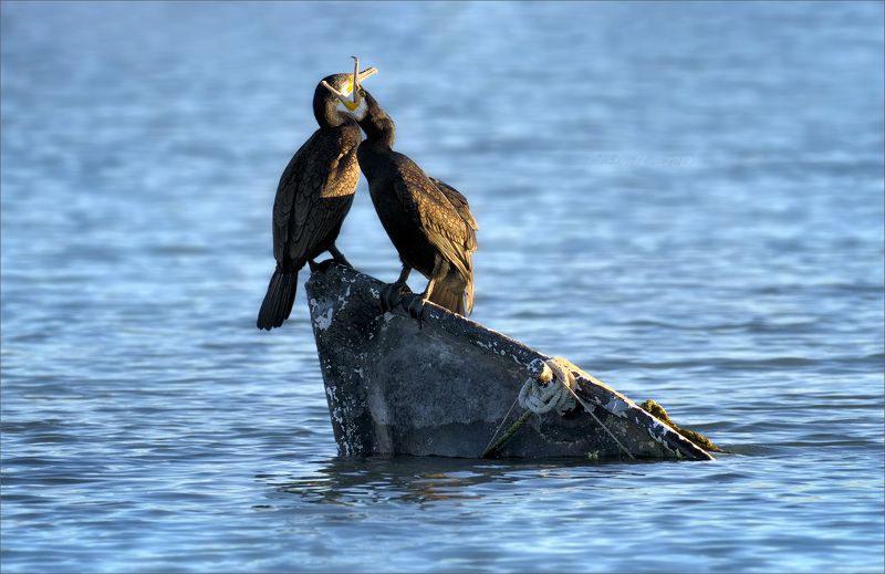 баклан, лодка, вода, закат, фауна Я прошепчу тебе на ушко фото превью