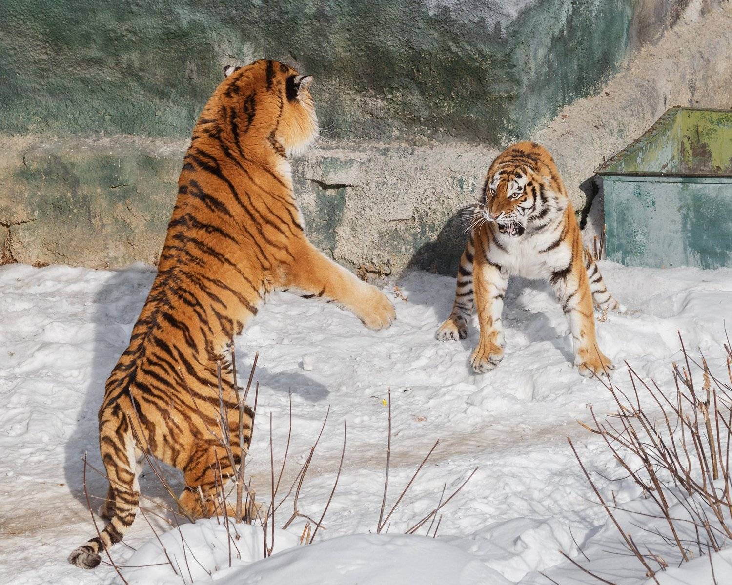 амурский тигр, тигры, кошки, Олег Богданов