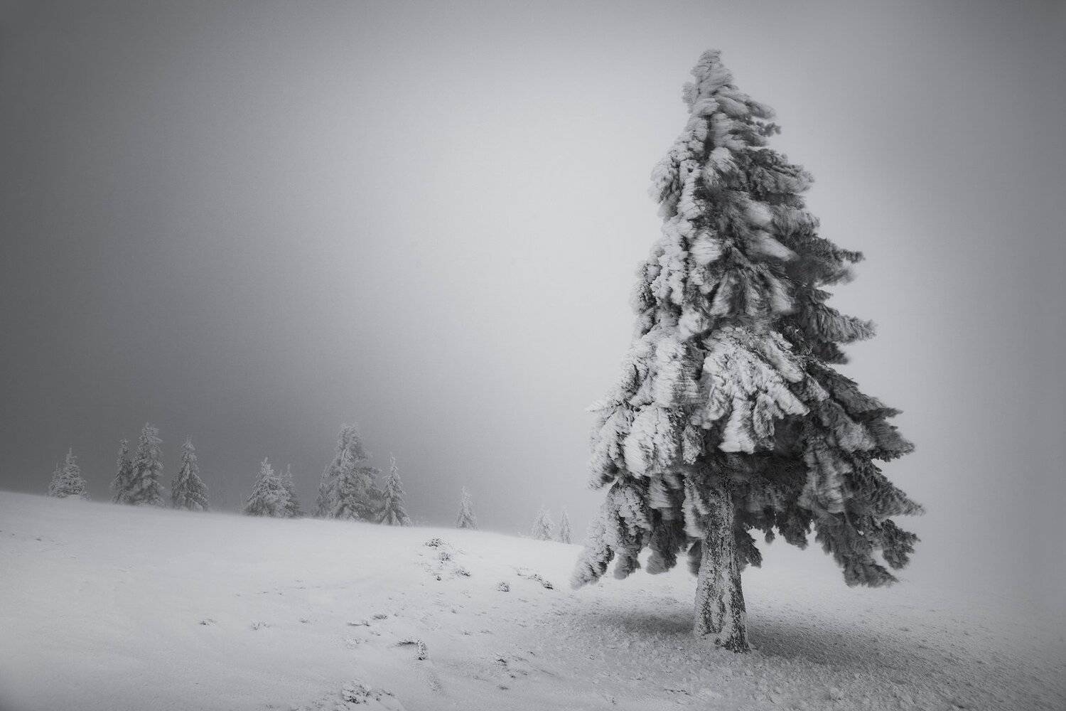 , Szabo Zsolt Andras