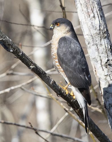 Ястреб купера - Cooper's hawk