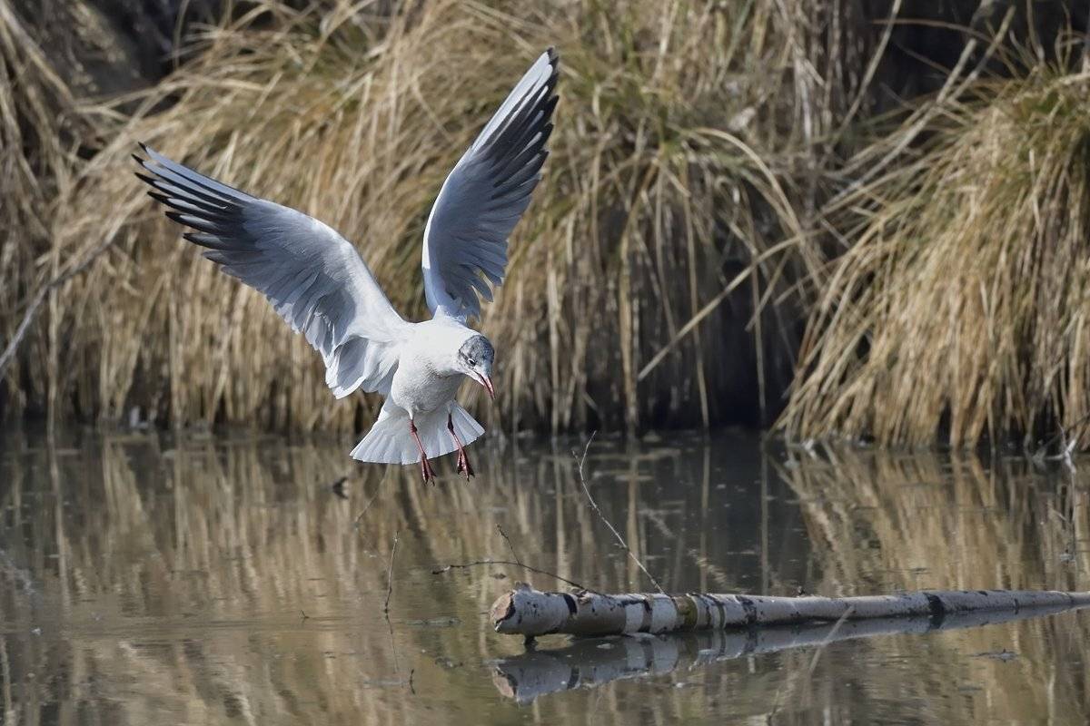 птицы birds slovakia, Jaroslav Mego