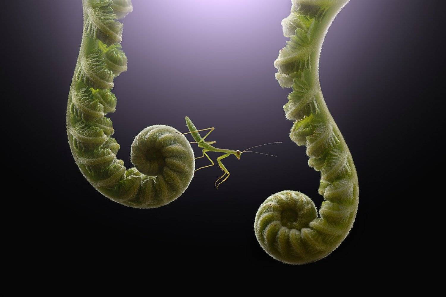 macro, beauty, insect,, Andan Muhammad