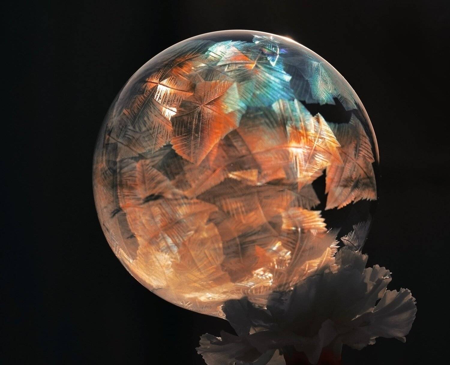 , Лапшина Владлена