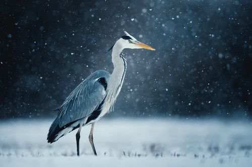 Grey Heron