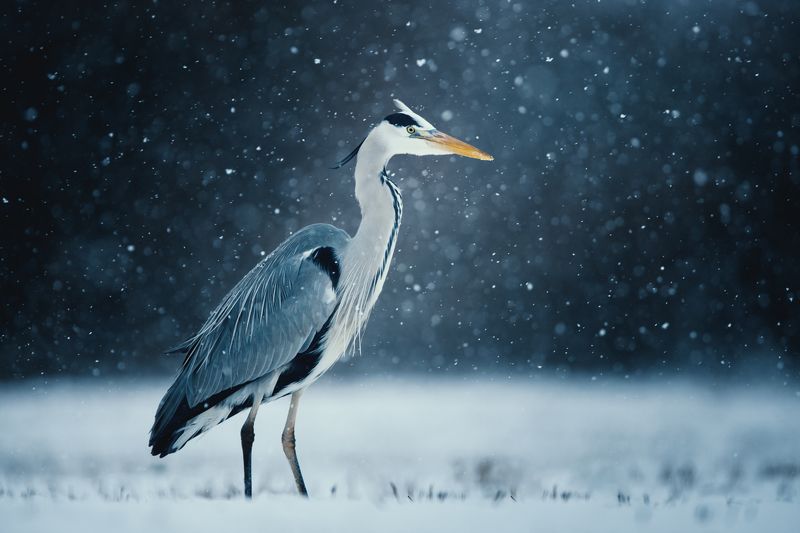 heron, czapla, wildlife, birds, winter, snow Grey Heron фото превью