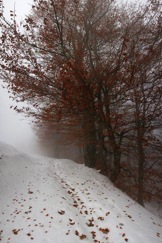 карпаты *** фото превью