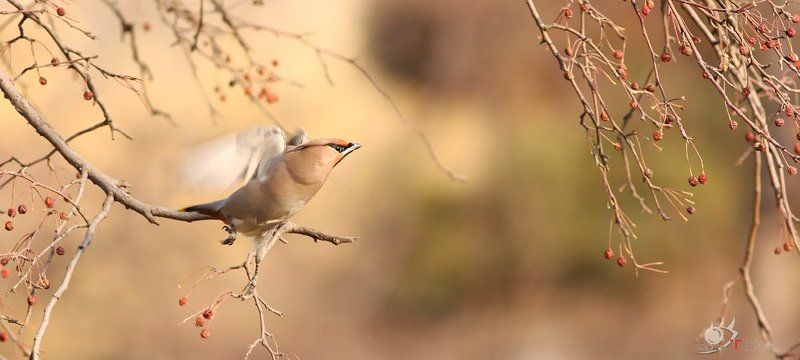 Peace bird фото превью