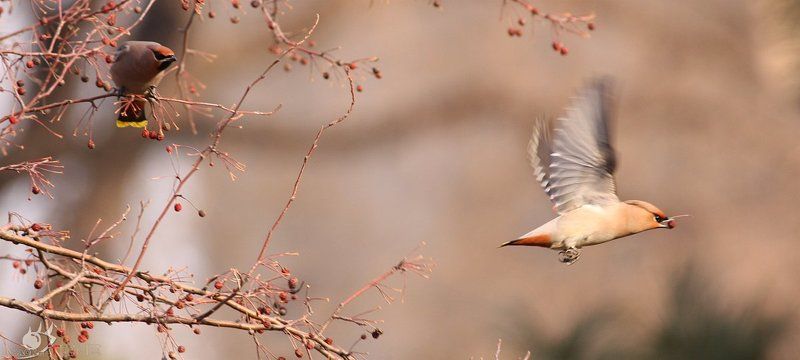 Peace bird фото превью