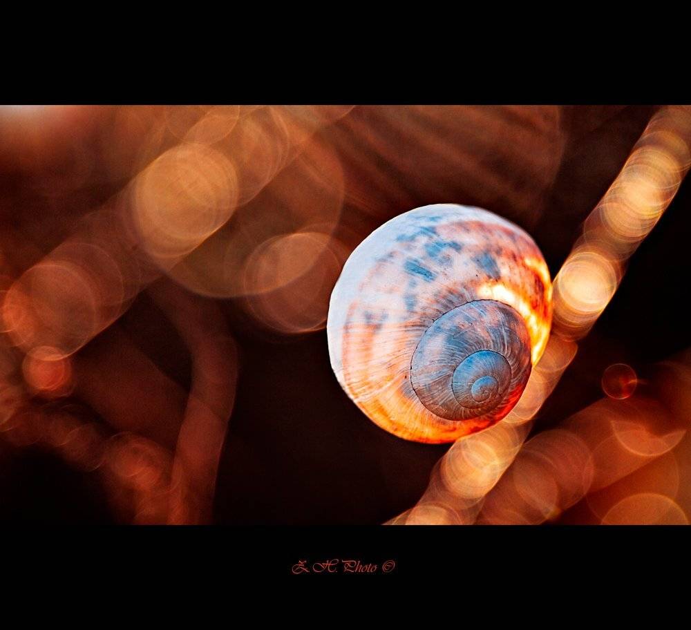 snail, house, shell, empty, bokeh, red, orange, Zdravko