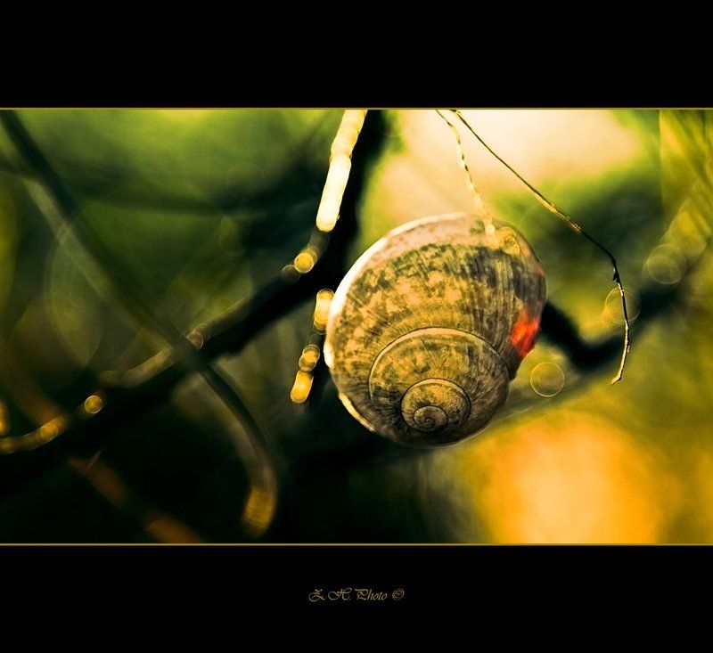 snail, house, shell, empty, bokeh, green, red, orange Once upon a time фото превью