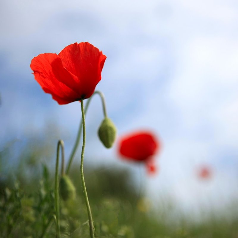 Поле фото превью