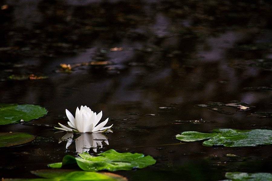 , Светлана Щемелева