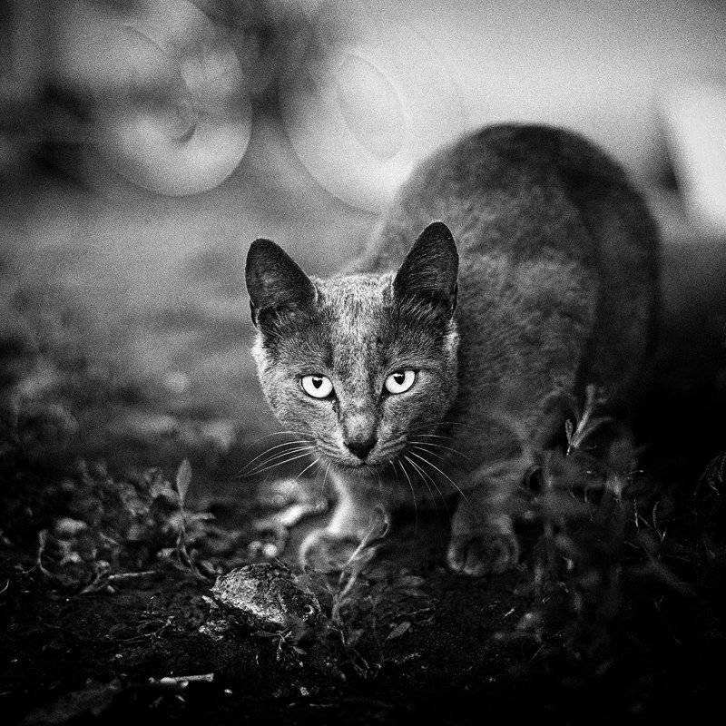 , Сергей Кобылько