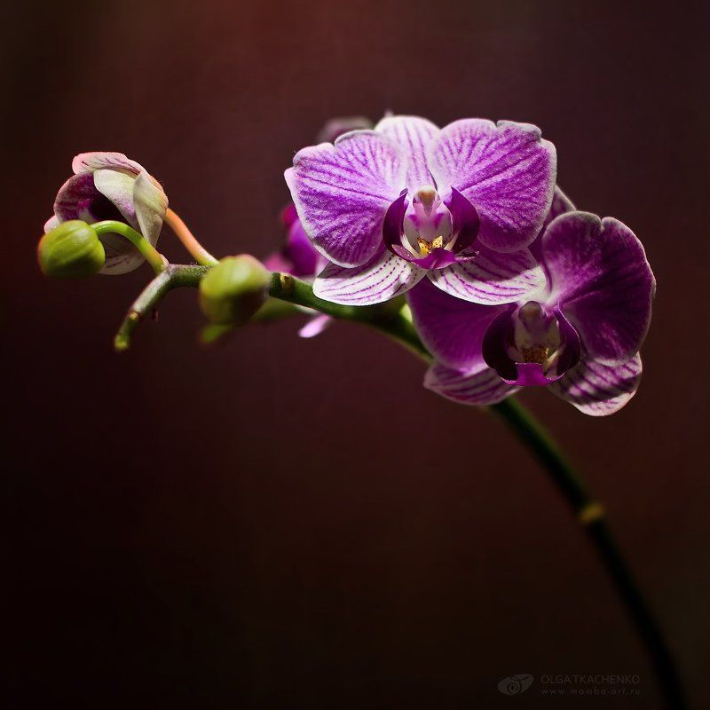 oрхидея, световая кисть, диптих Elegance фото превью