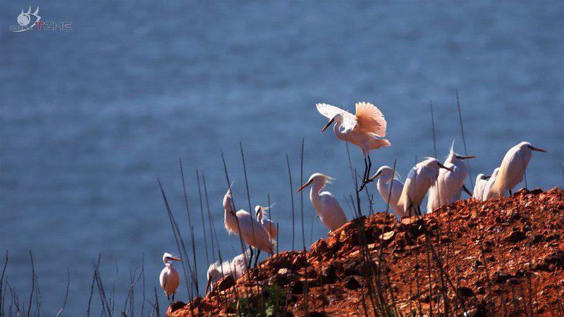 Egret фото превью