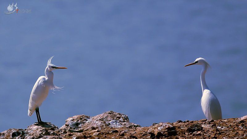 Egret фото превью