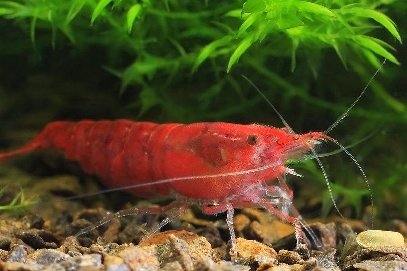 креветки, аквариум Креветка фото превью