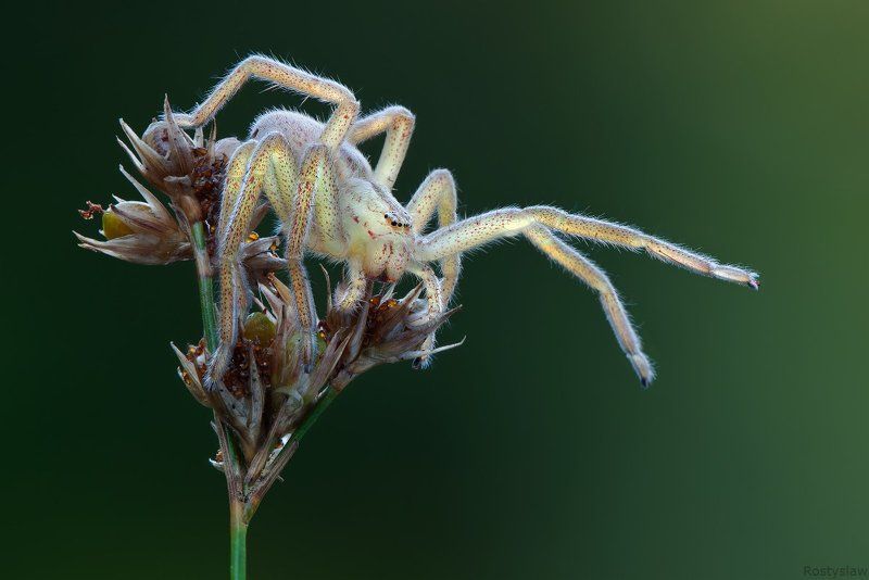 ростислав, макро, 100мм Inside light фото превью