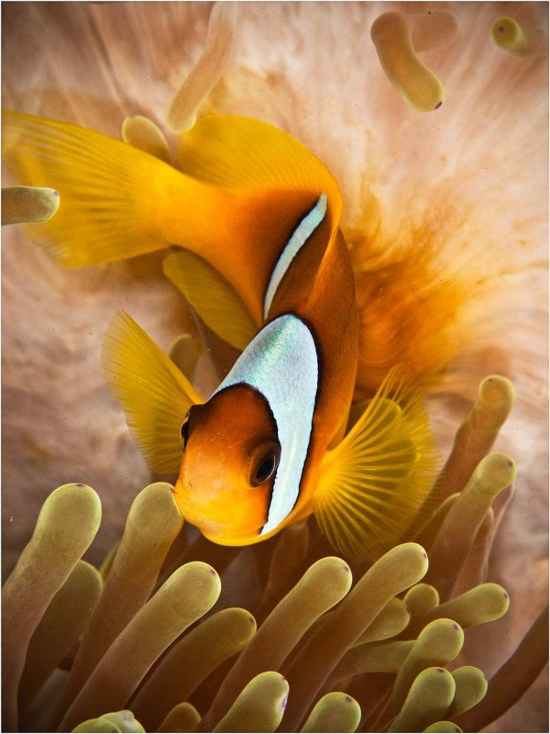 амфиприон, красное море, актиния, клоун, Олег Федин