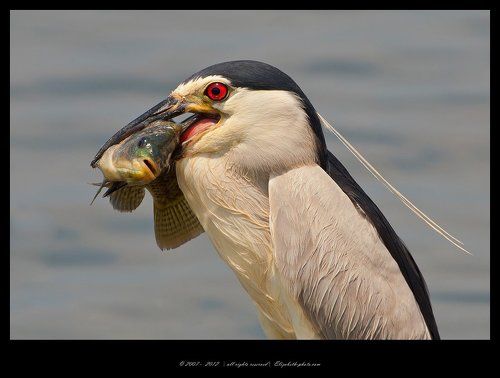 Кваква- Black-crowned Night Heron