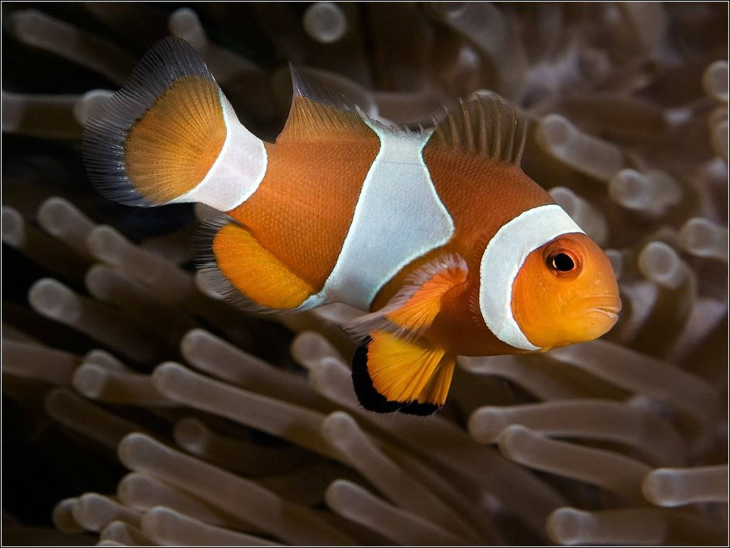 , Владимир Жданов