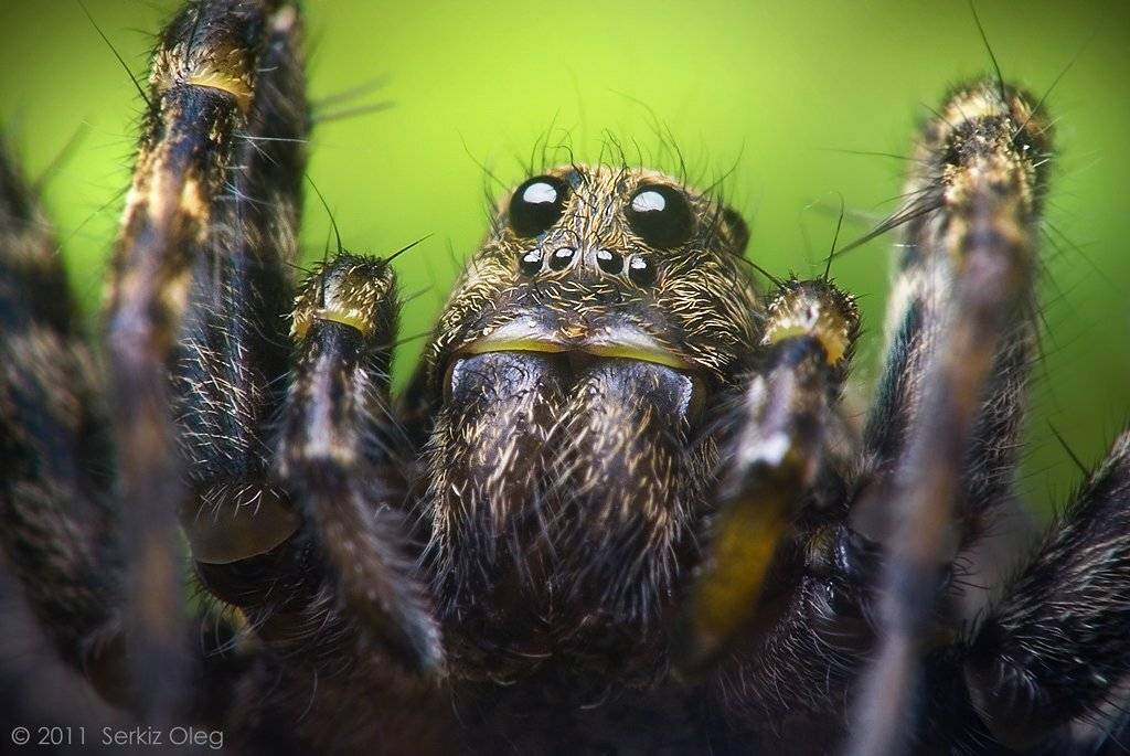 wolf, spider, serkiz, oleg, macro, closeup, олег, серкиз, паук, волк, макро, art, creepy, Oleg Serkiz