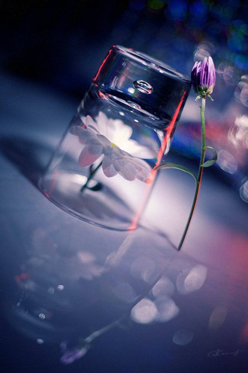 , Тата Бакбак