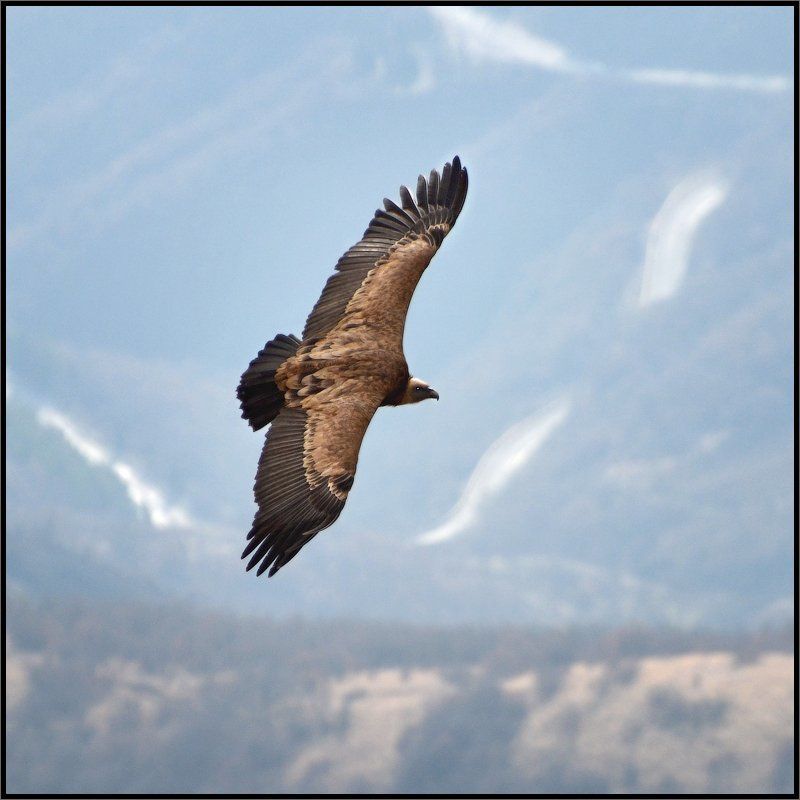 Белоголовый сип, Крым Крымский белоголовый сип фото превью