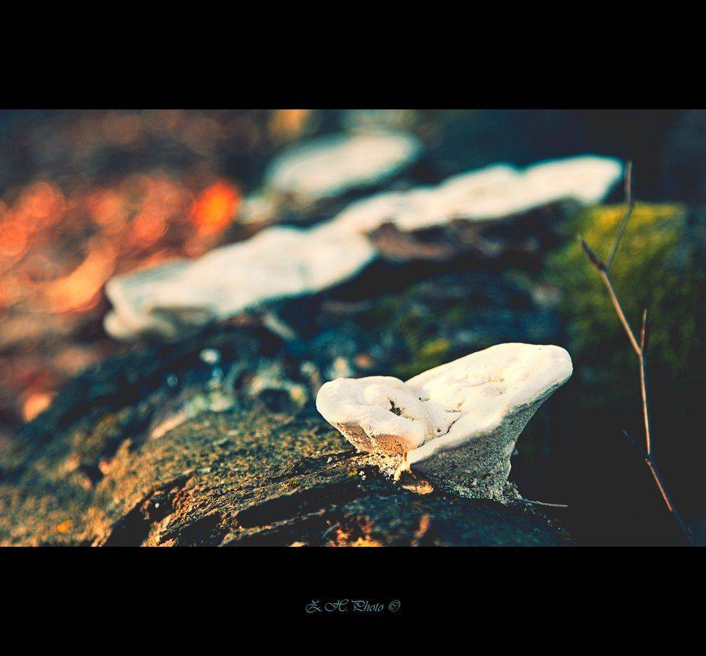 mushrooms, forrest, trunk, dry, branch, bokeh, Zdravko