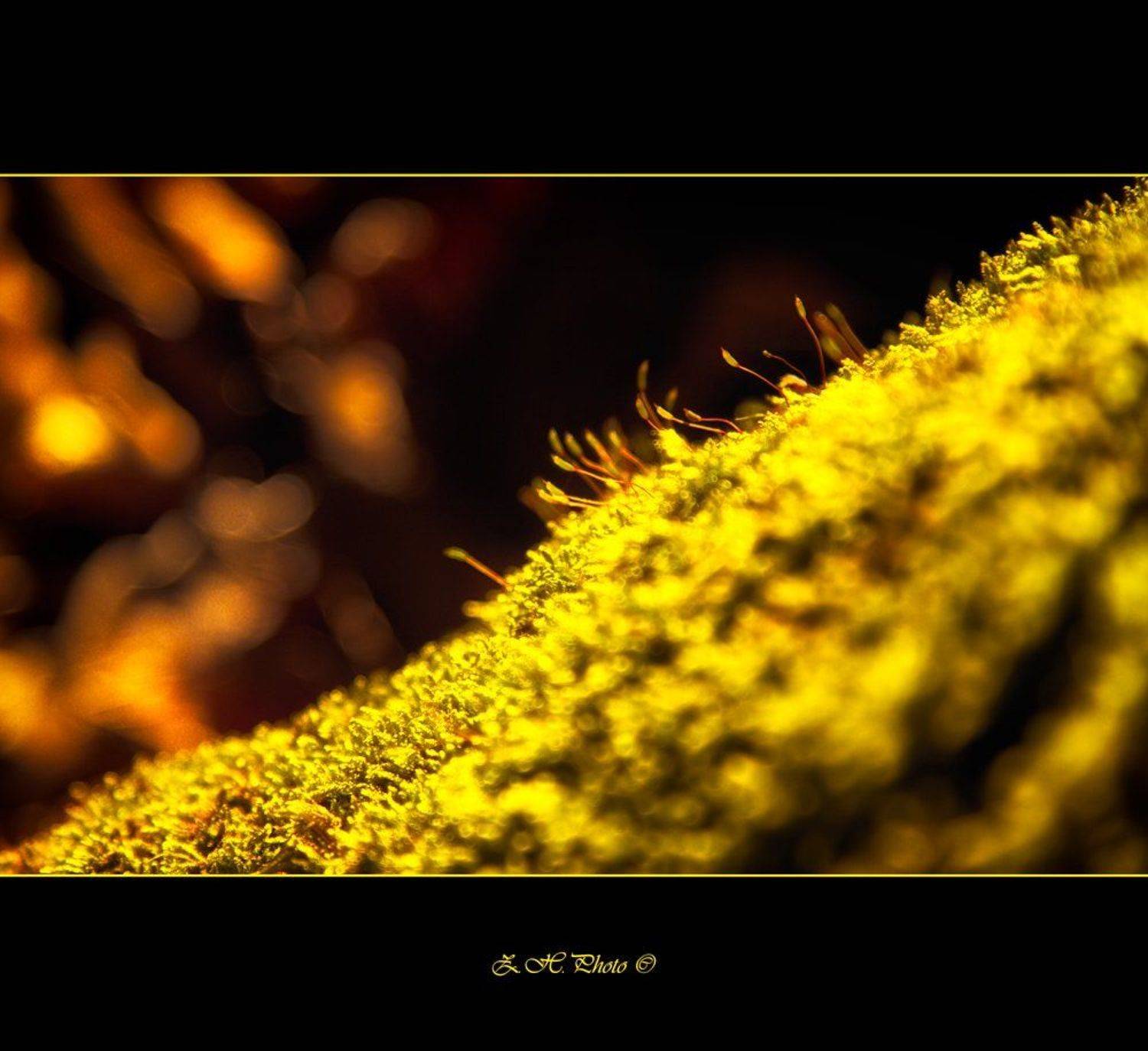 moss, bokeh, green, golden, glow, Zdravko