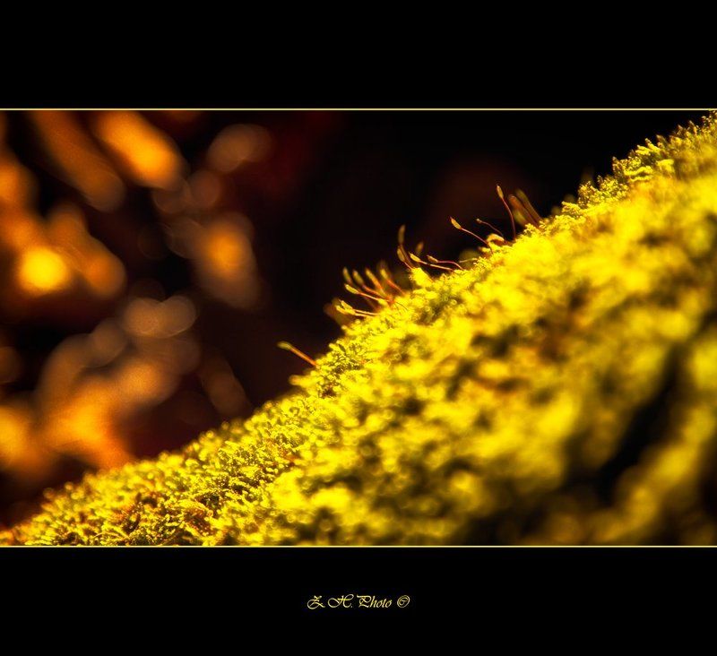 moss, bokeh, green, golden, glow Maybe one day we\'ll be glowing too фото превью