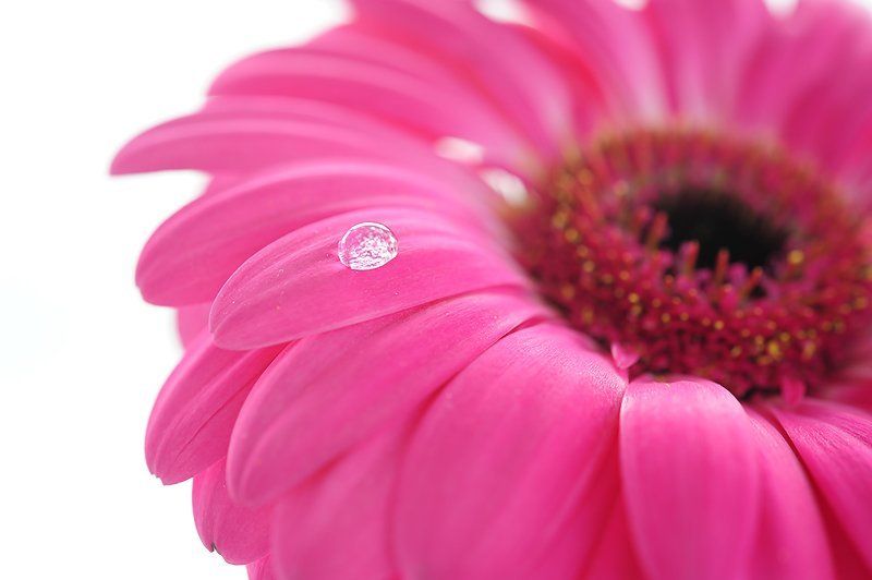 капля росы фото превью