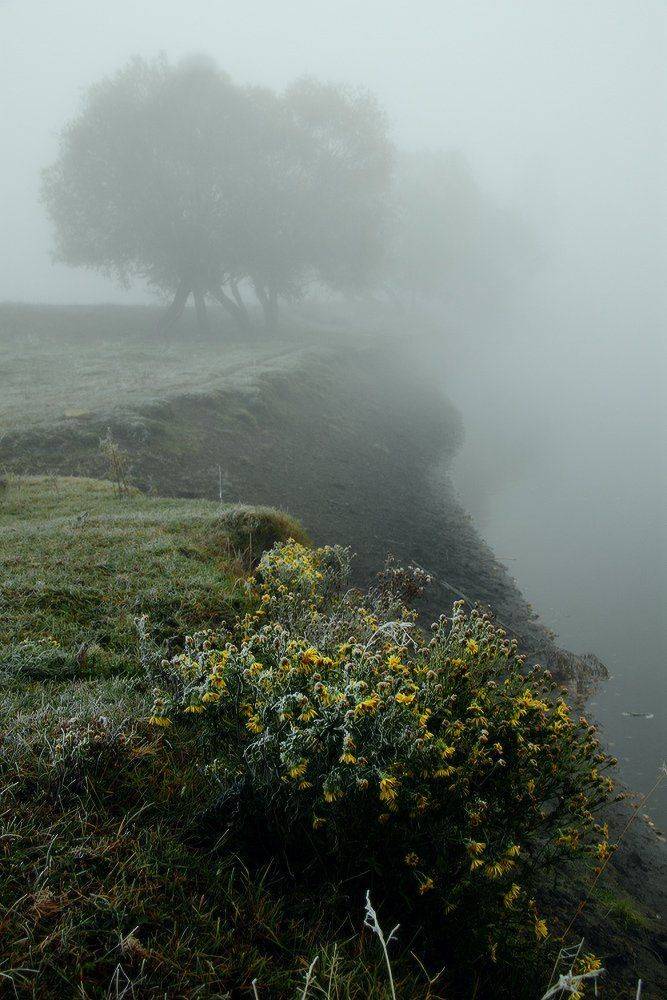 сентябрь, туман, цветы, Николай Морский