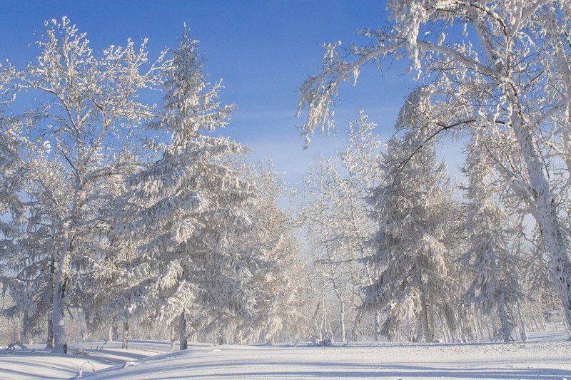 Зимний лес фото превью