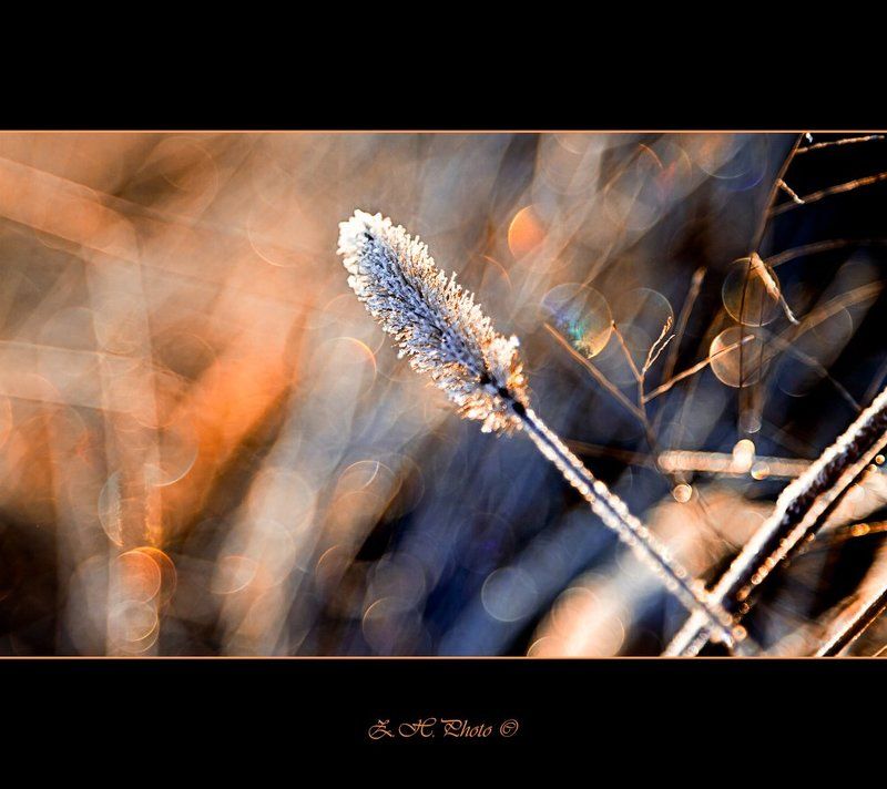 frozen, grass, sunrise, bokeh Frozen colors фото превью