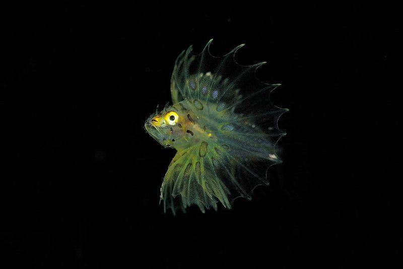 Anilao. Fish Market Berth. Flying in night. фото превью