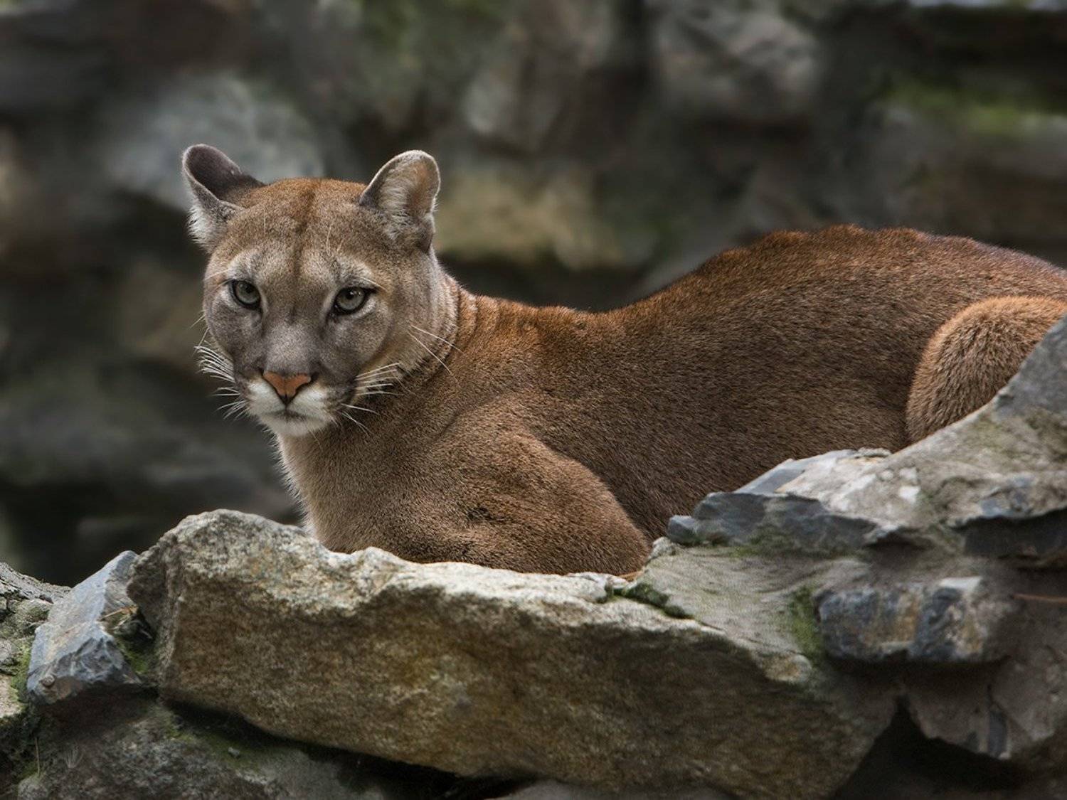 животные,кошки,дикие,пума,yuart, Юрий Ефимовский