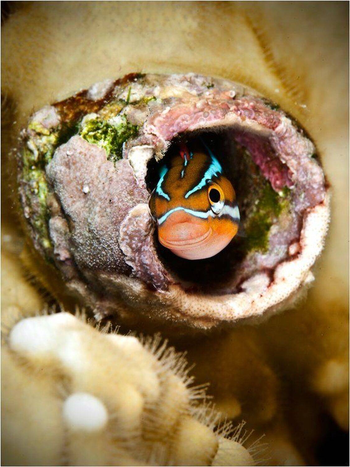 , Олег Федин