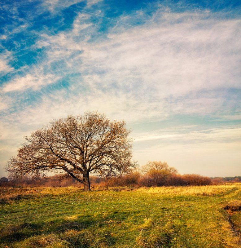 осень, дуб, утро ...Про одинокий дуб... фото превью