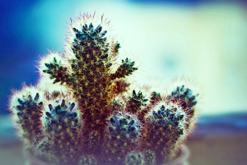 Иголки фото превью