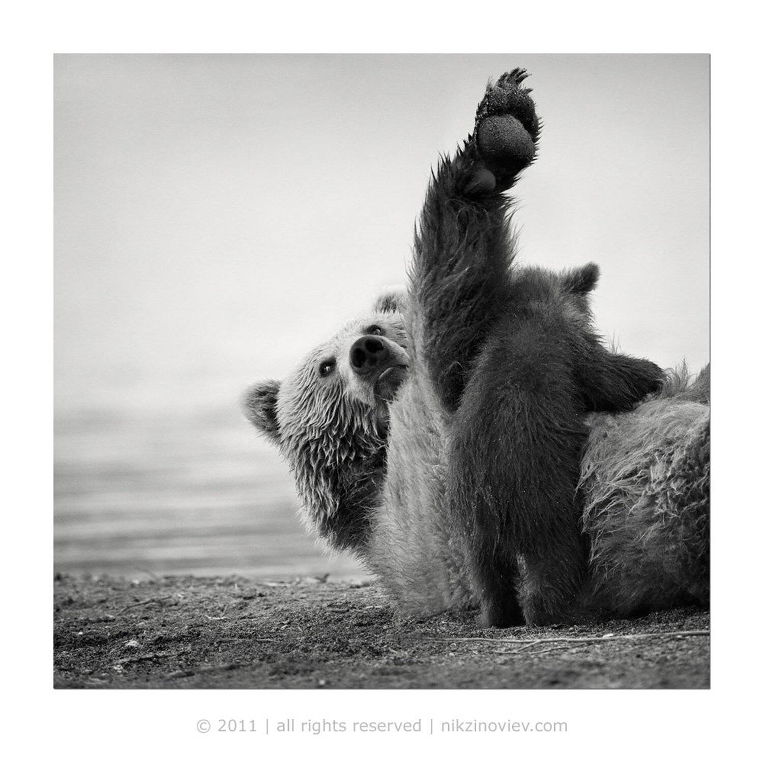 медвежонок, медведица, курильское озеро, камчатка, дикая природа, николай зиновьев, Николай Зиновьев