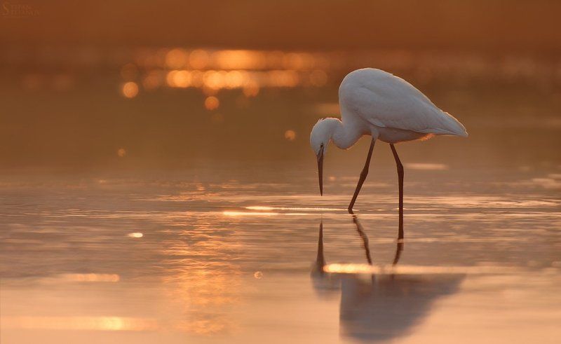 Sunrise mirror фото превью