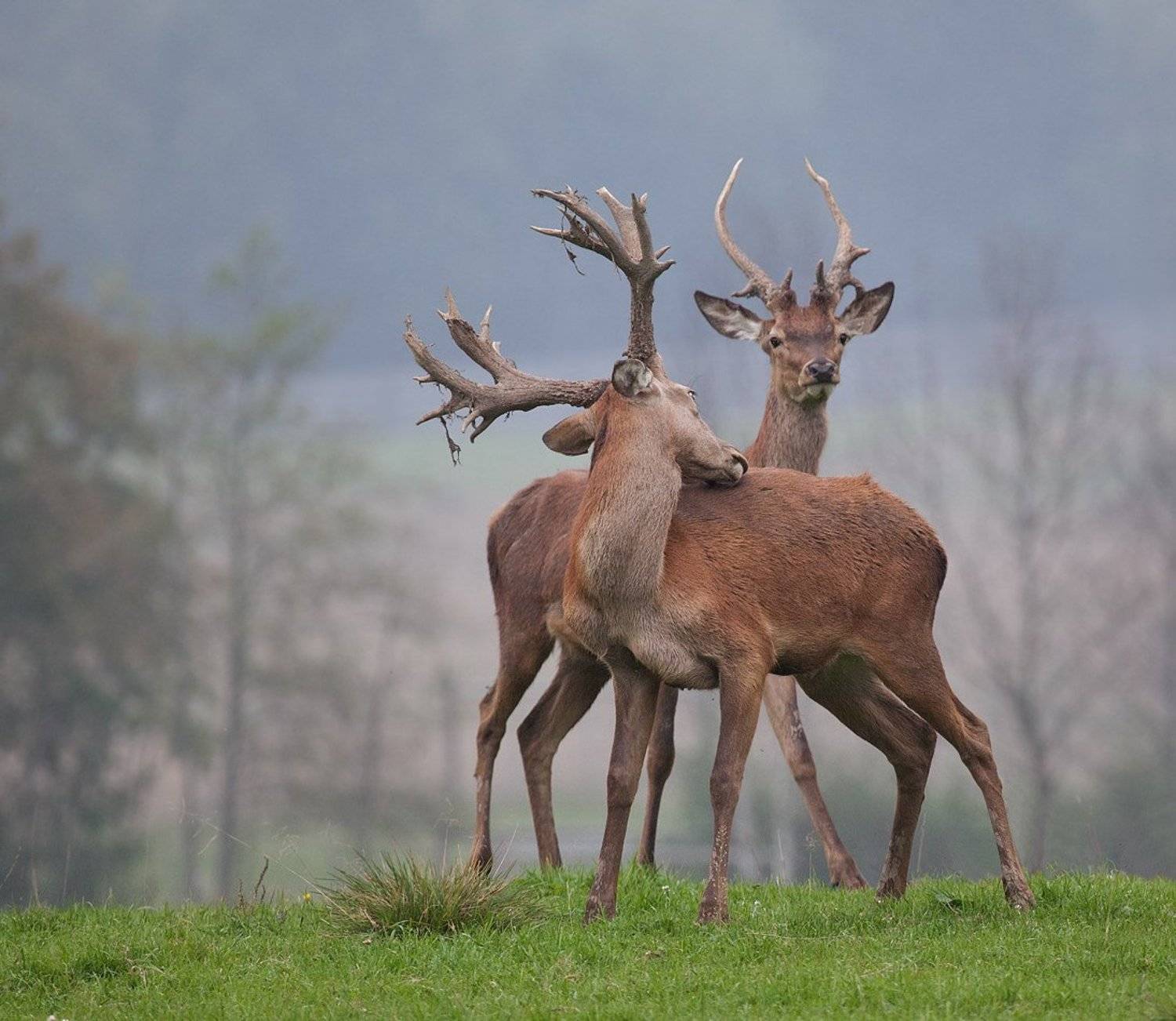 благородный, олень, Tamara Patrejeva