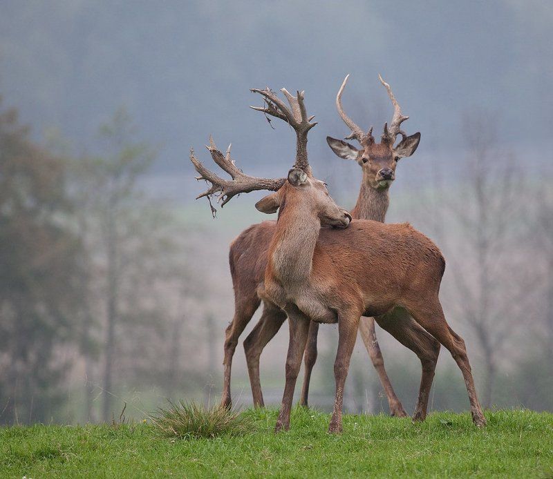 благородный, олень Благородный олень фото превью