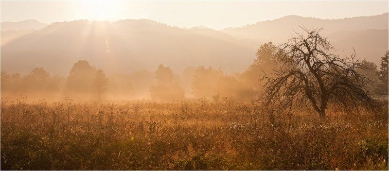 солнечный с грустинкой... фото превью