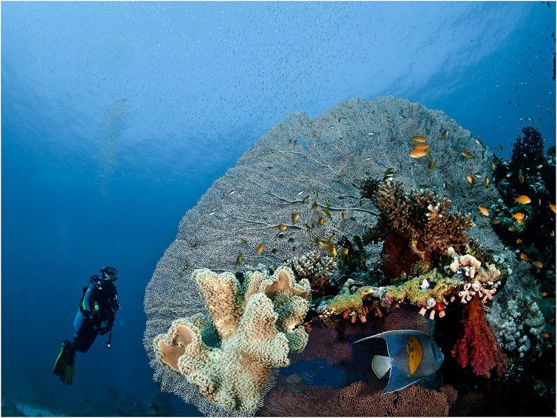 египет, красное море, горгонарии *** фото превью