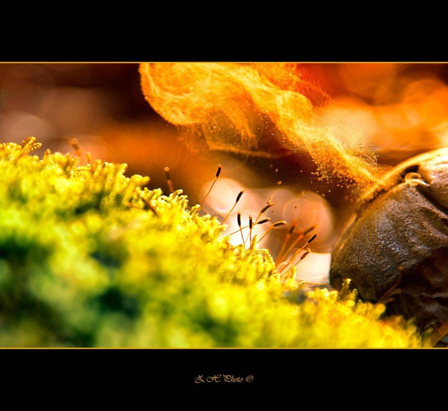 red, bokeh, green, smoke, moss, dry, mushroom, Zdravko