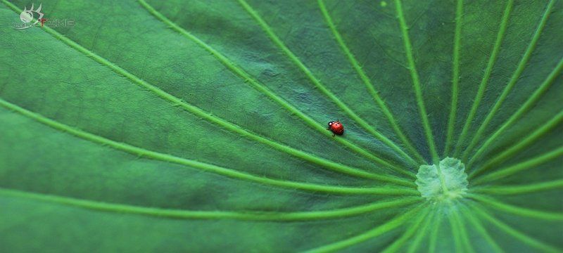 Lotus фото превью