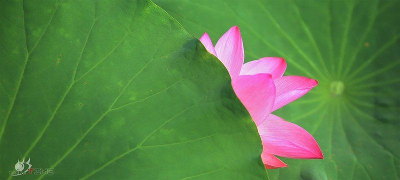 Lotus фото превью