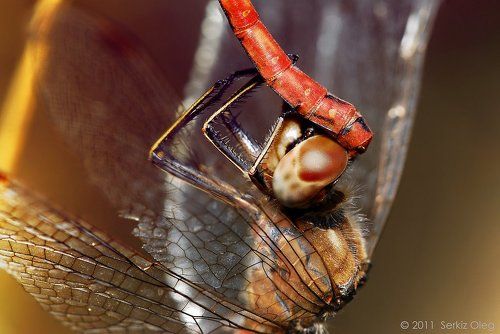Sympetrum vulgatum (male and female)